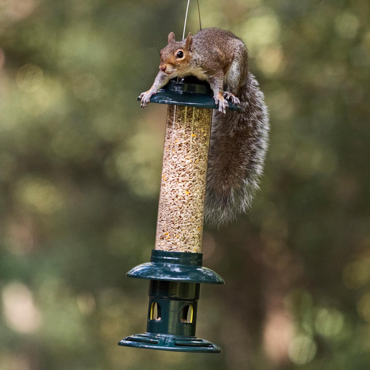 Jacobi Jayne Squirrel Buster Evolution Squirrelproof Bird Feeder